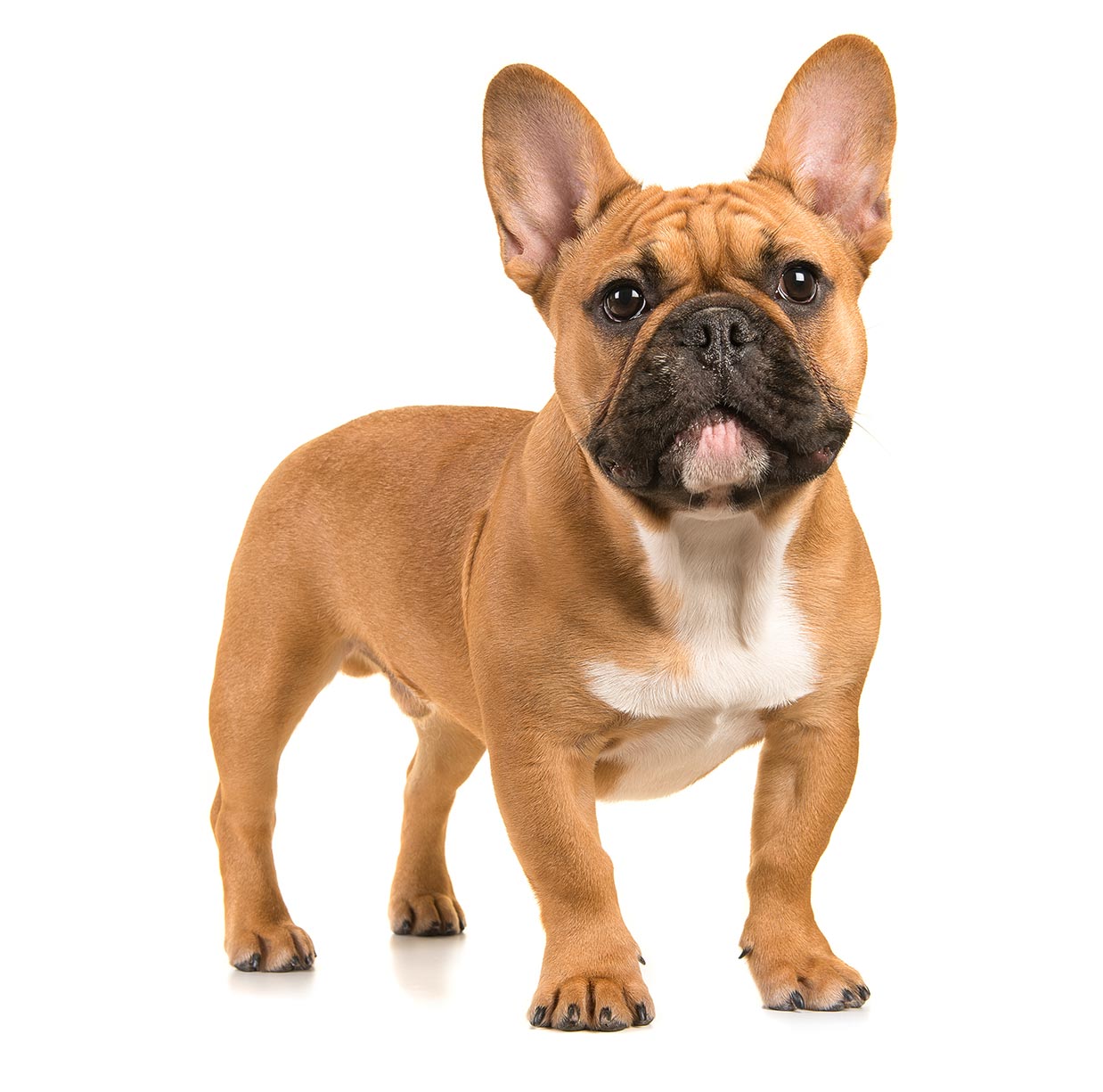 frenchie